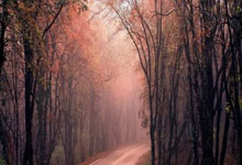 天涯社区情感交友：在线寻情记